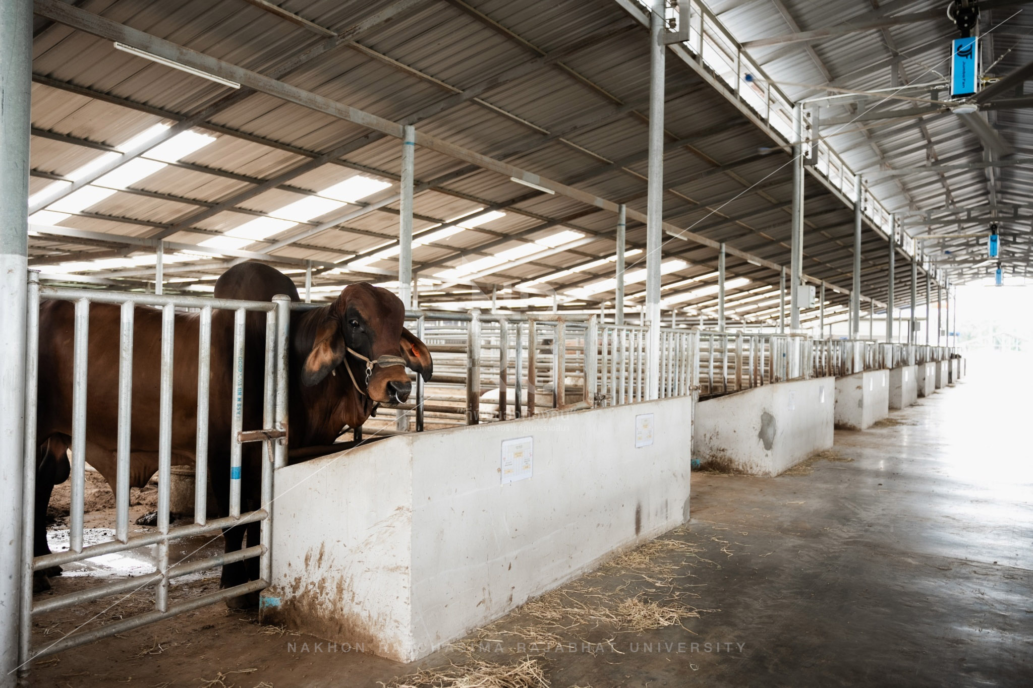 YZ Beef Cattle Farm in Si Khio District (27)
